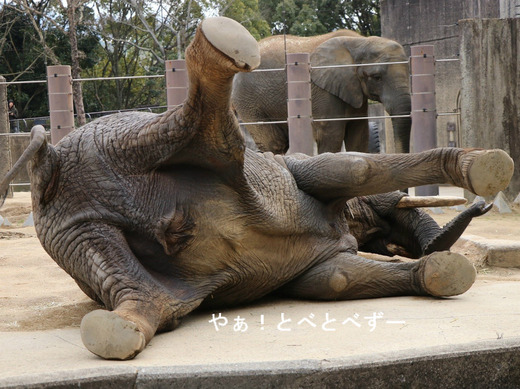 とべ動物園ブログ：リカ、ピース、柑太郎、砥々丸、ハヤト、タフ