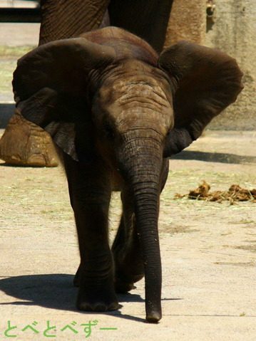 「感動！レジェンド動物園～世界が認めた熱血飼育員」のアフリカゾウ