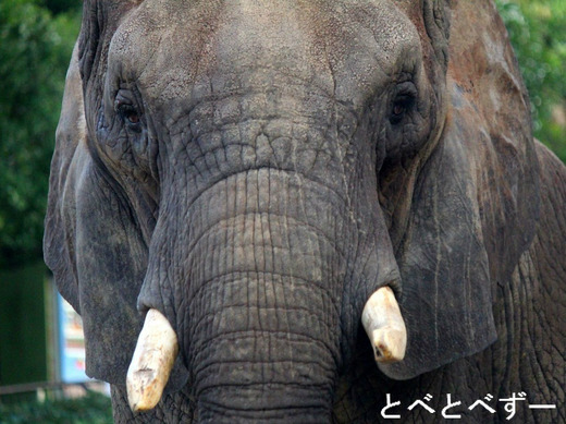 アフリカゾウのリカ：媛、砥夢、砥愛のお母さん象