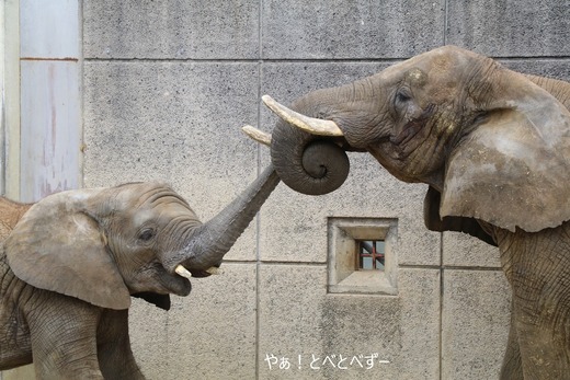 とべ動物園ブログ：やぁ！とべとべずー