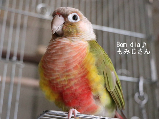 ウロコインコの『もみじ』さんのブログ：Bom dia もみじさん