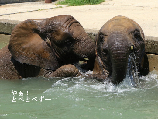 アフリカゾウの写真満載のブログ：やぁ！とべとべずー