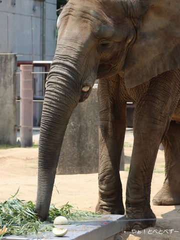 日本で唯一人工哺育で育ったアフリカゾウの媛@とべ動物園