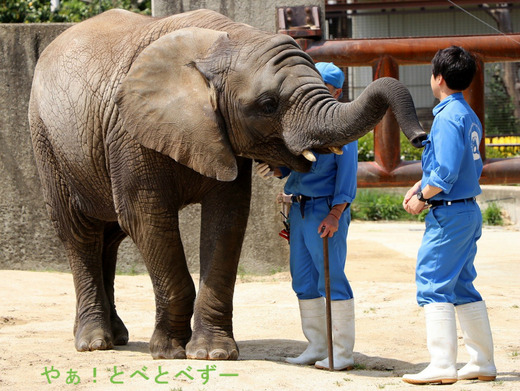 とべ動物園アフリカゾウ：子象の砥愛ちゃん（メス、４歳）