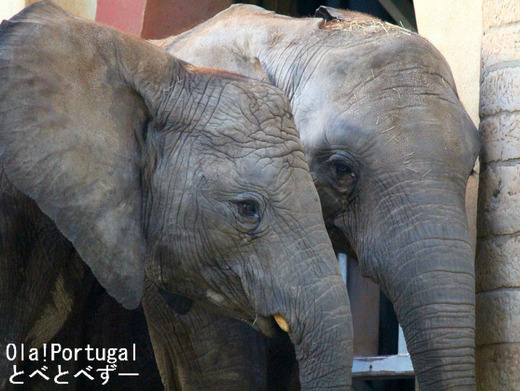 とべ動物園アフリカゾウのブログ：やぁ！とべとべずー