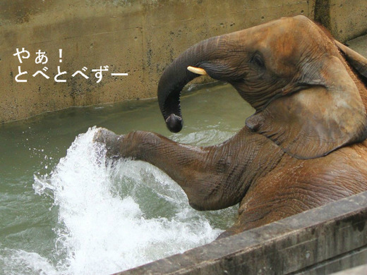 多摩動物公園に婿入りした砥夢くんのお姉さん象の媛