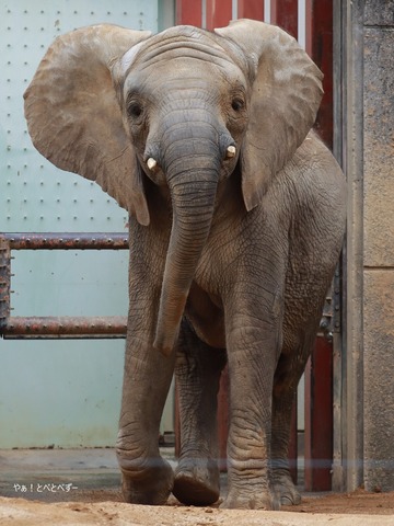 とべ動物園アフリカゾウのブログ：やぁ！とべとべずー