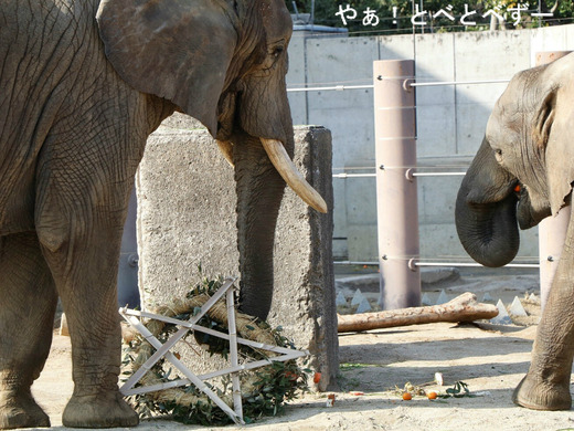 日本で唯一血縁関係のあるアフリカゾウの親子が暮らす愛媛とべ動物園