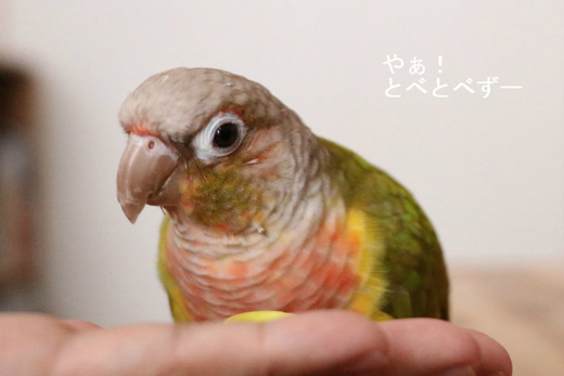 ウロコインコ（パイナップル）のブログ：やぁ！とべとべずー