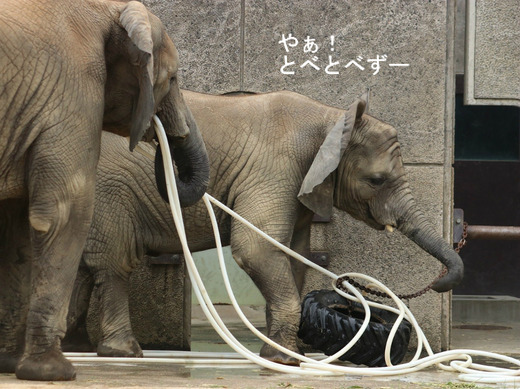 とべ動物園アフリカゾウの仲良し姉妹：媛ちゃん、砥愛ちゃん