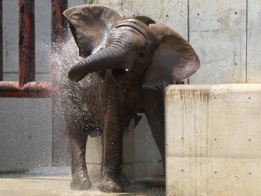 とべ動物園アフリカゾウ：砥愛ちゃん（メス、５歳）