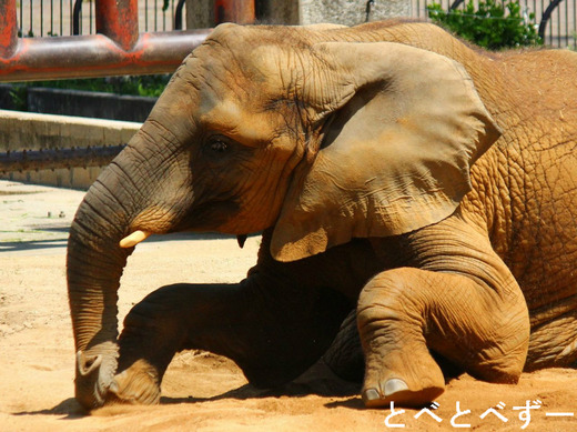 NHKの番組で紹介されたアフリカゾウのファミリー