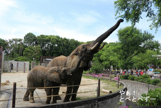 とべ動物園アフリカゾウの親子:リカ母さんと砥愛