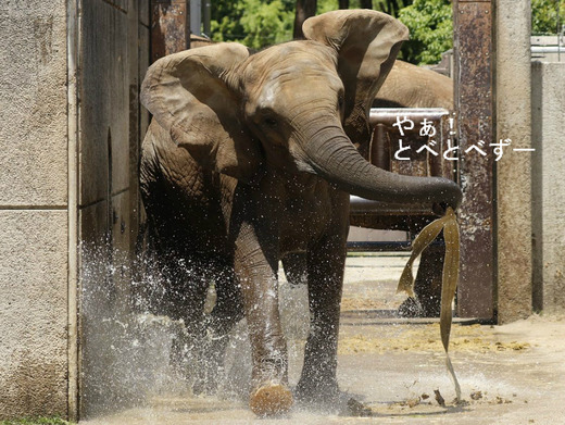 とべ動物園ブログ：やぁ！とべとべずー