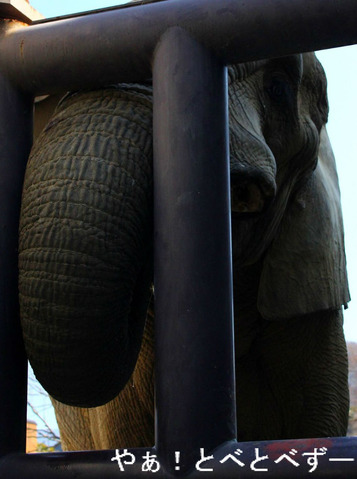 とべ動物園アフリカゾウ：アフ（父、28歳）