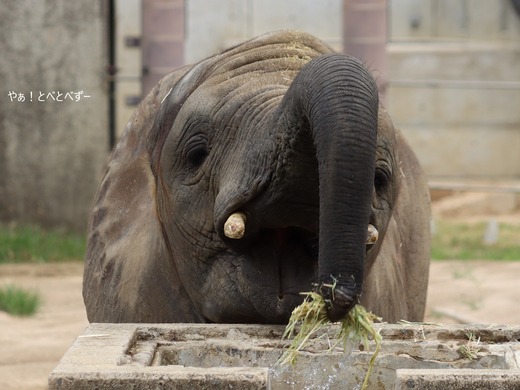 とべ動物園アフリカゾウ：砥愛ちゃん（メス、８歳）