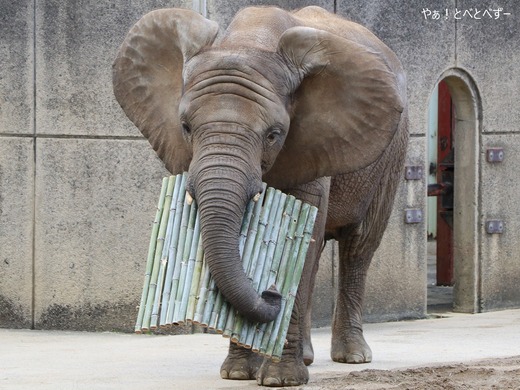 とべ動物園アフリカゾウのブログ：やぁ！とべとべずー