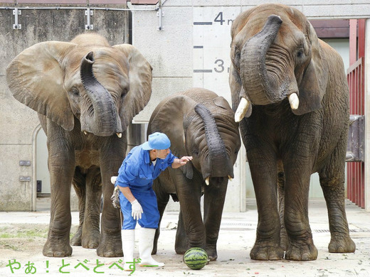 アフリカゾウのレジェンド飼育員さんと媛ちゃん、砥愛ちゃん