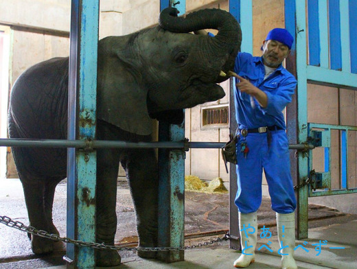 とべ動物園アフリカゾウのレジェンド飼育員の椎名修さんと子象の砥愛