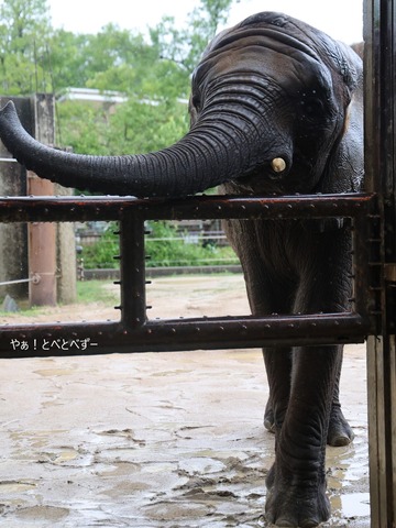 アフリカゾウ・砥愛ちゃんの13歳のお誕生会:砥愛