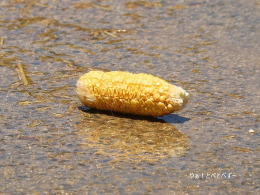 とべ動物園ブログ：アフリカゾウのご飯：トウモロコシ