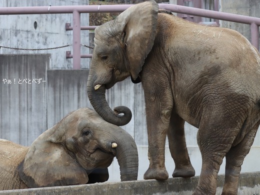 とべ動物園アフリカゾウのブログ：やぁ！とべとべずー