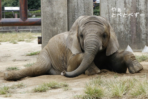 とべ動物園アフリカゾウ: