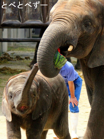 とべ動物園アフリカゾウのブログ：やぁ！とべとべずー