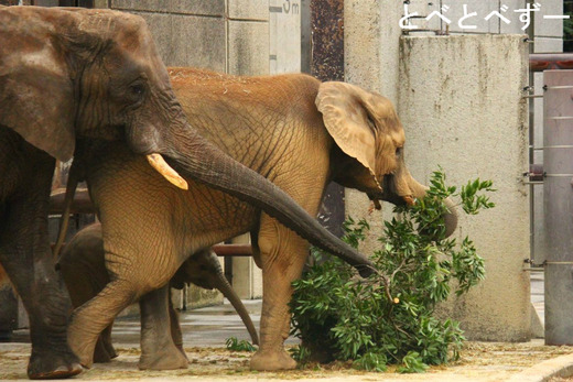 とべ動物園アフリカゾウのブログ：やぁ！とべとべずー