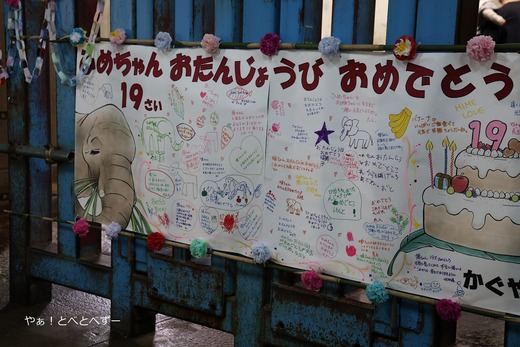 アフリカゾウ：媛ちゃんの19歳のお誕生会