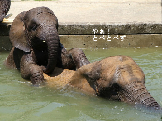 とべ動物園ブログ：砥愛、ピース、柑太郎、砥々丸