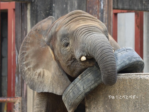 とべ動物園アフリカゾウのブログ：やぁ！とべとべずー