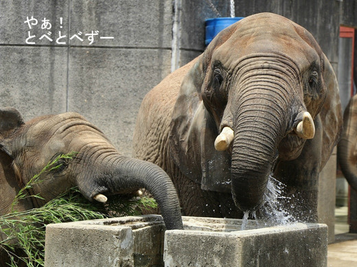 アフリカゾウ写真家：矢野賢一（やぁ！とべとべずー）