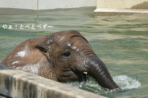 とべ動物園アフリカゾウのブログ:やぁ!とべとべずー