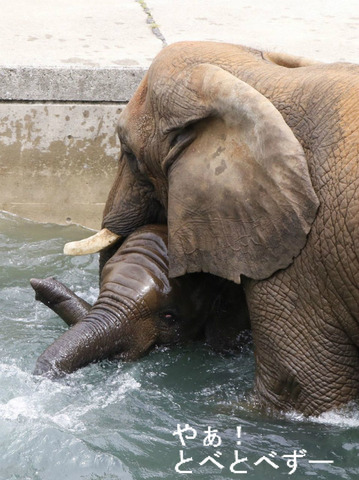 砥愛ちゃんとお母さんゾウのリカさん