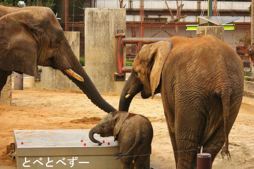 とべ動物園ゾウの親子（右から）：媛、砥愛、リカ