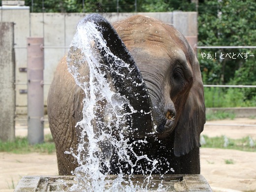 とべ動物園アフリカゾウ：媛ちゃん（メス、14歳）