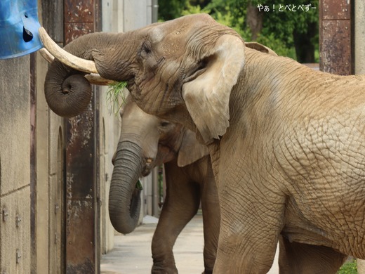 日本で唯一アフリカゾウの親子が暮らす愛媛県立とべ動物園