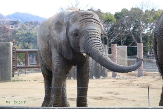 とべ動物園アフリカゾウのブログ:やぁ!とべとべずー