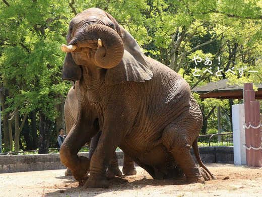とべ動物園アフリカゾウのブログ：やぁ！とべとべずー