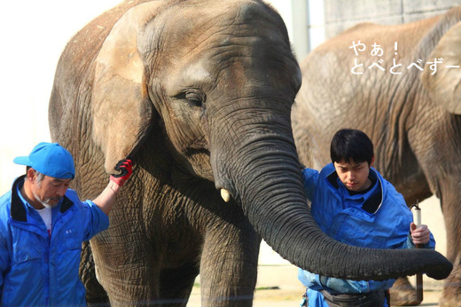 とべ動物園アフリカゾウのレジェンド飼育員の椎名修さん