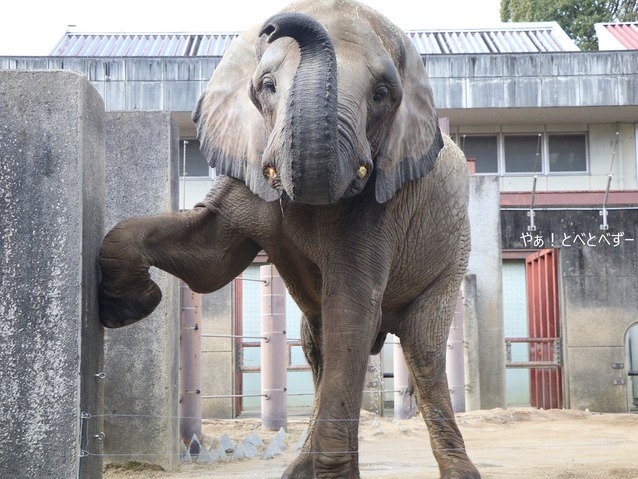とべ動物園アフリカゾウのブログ：やぁ！とべとべずー