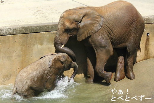 日本で初めて人工飼育で育ったアフリカゾウの媛（ひめ）ちゃん