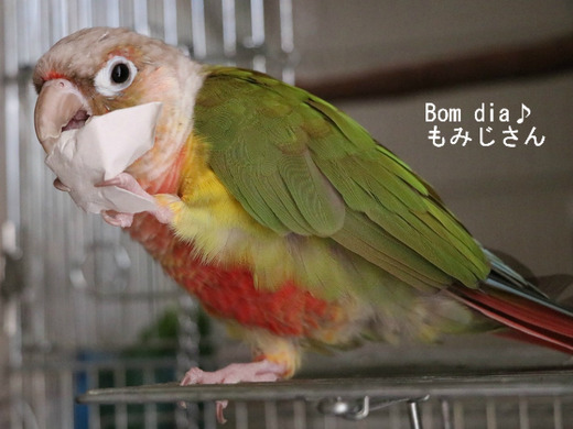 わら半紙の袋に隠されたヒマワリを食べる「もみじさん」