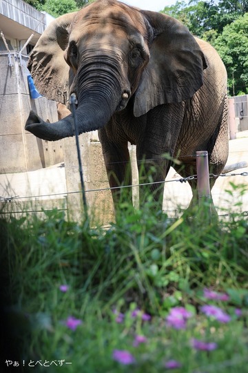 とべ動物園アフリカゾウ:媛(メス、18歳)