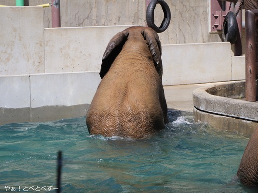 とべ動物園ブログ：やぁ！とべとべずー