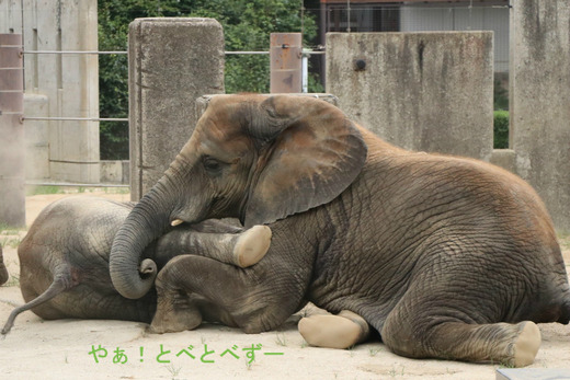 妹想いの優しいお姉さん象の媛ちゃん