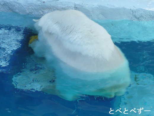 とべ動物園のアイドル：しろくまピースと、アフリカゾウの砥愛