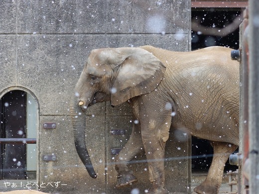 日本で初めて人工哺育で育ったアフリカゾウの媛
