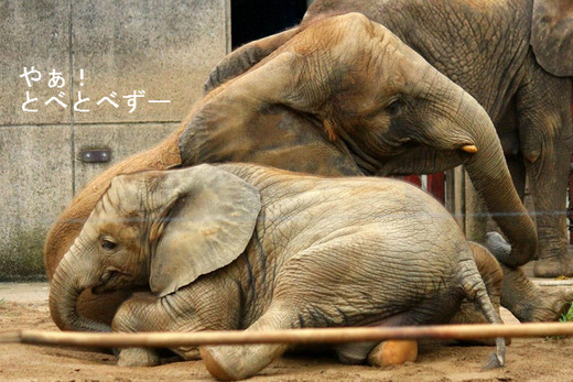 多摩動物公園の砥夢くんのお姉さんゾウの媛ちゃん